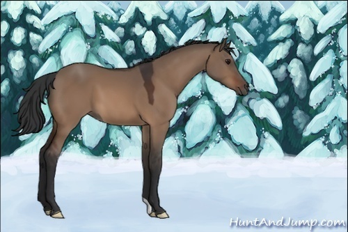 Horse Color:Unknown 