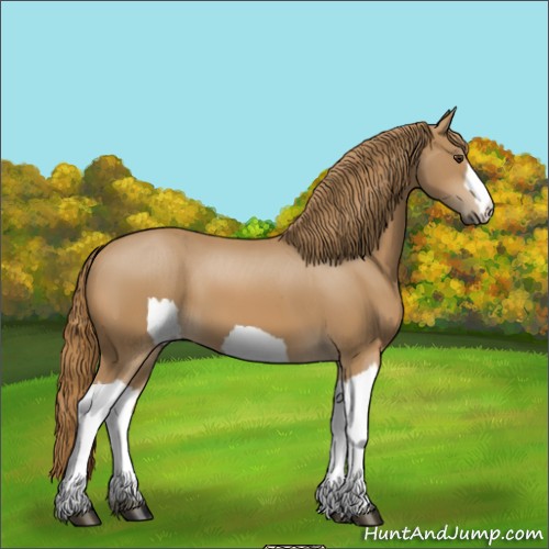 Horse Color:Unknown 