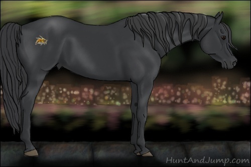 Horse Color: Unknown 