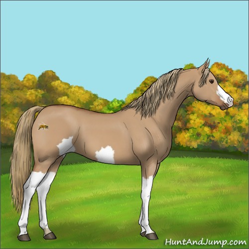 Horse Color: Unknown 