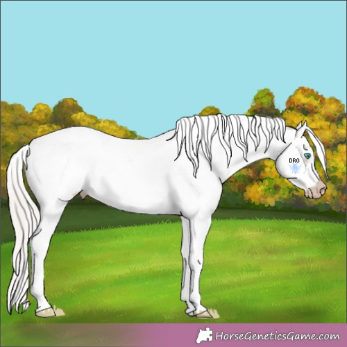 Horse Color:Gray White Spotted Silver Amber Cream Champagne Ice Pearl Dun Mushroom Splash Frame Near Leopard Rabicano 