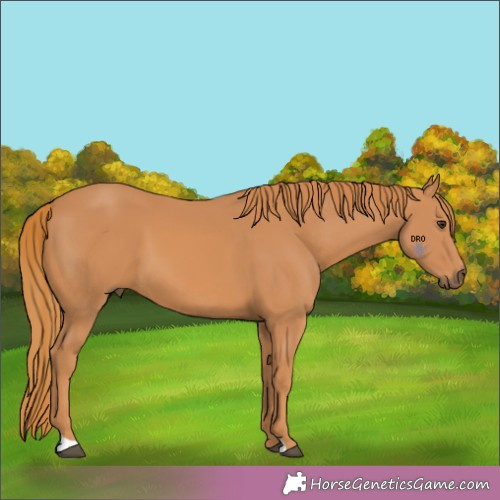 Horse Color:Unknown 