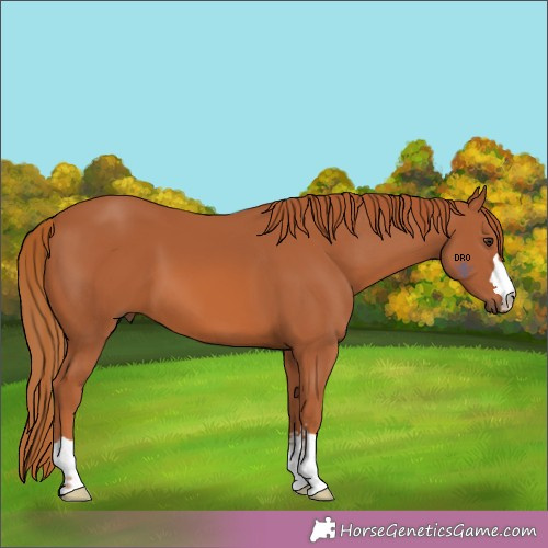 Horse Color:Unknown 