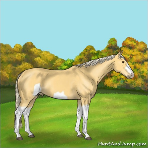 Horse Color:Unknown 