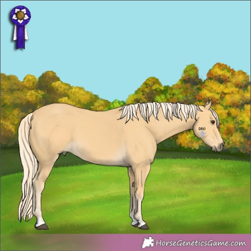 Horse Color:Unknown 