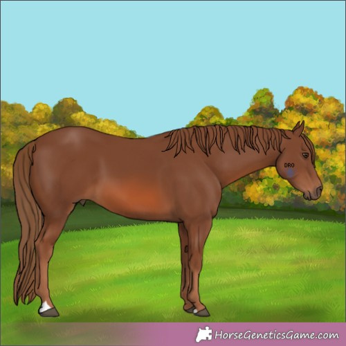 Horse Color:Unknown 