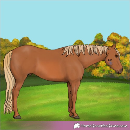 Horse Color:Unknown 