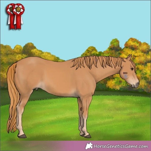 Horse Color:Unknown 