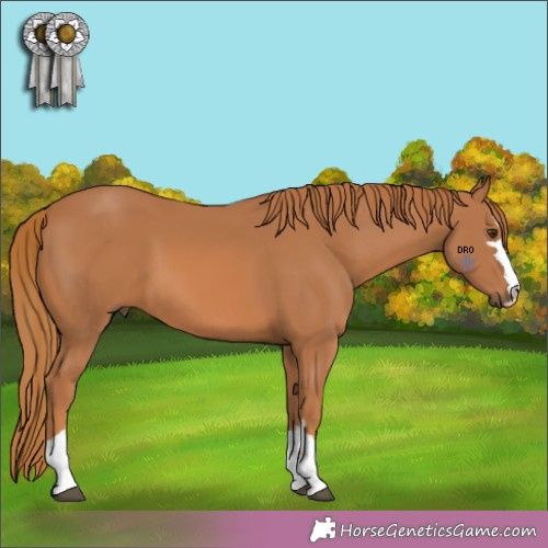 Horse Color:Unknown 