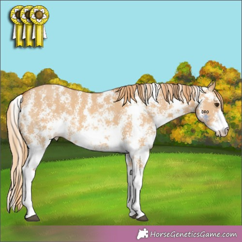 Horse Color:Red Dun Sabino 