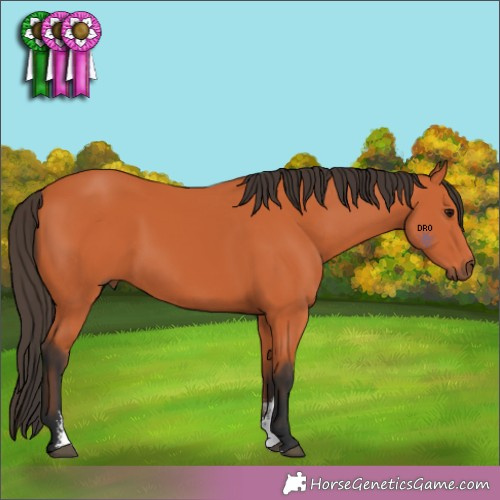 Horse Color:Unknown 