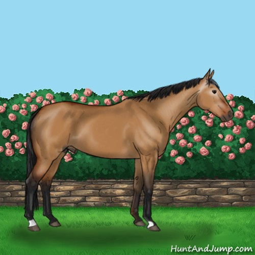Horse Color:Gray Bay Dun Sabino 