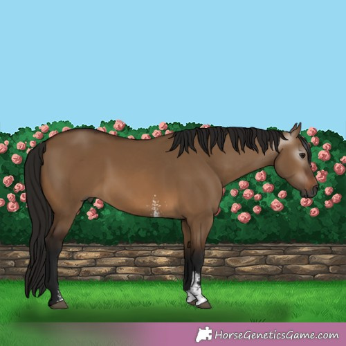 Horse Color:Gray Bay Dun Sabino 