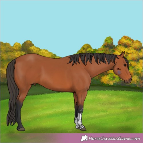 Horse Color:Unknown 