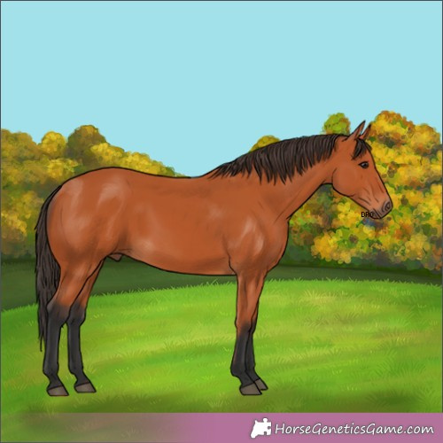 Horse Color:Unknown 