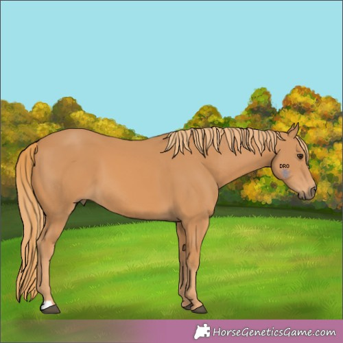 Horse Color:Unknown 