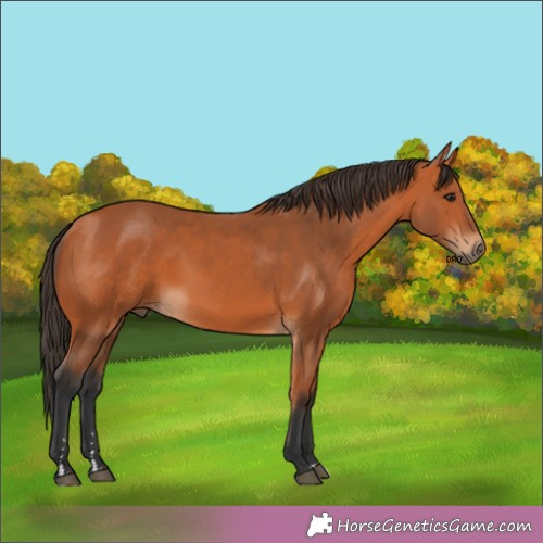 Horse Color:Unknown 