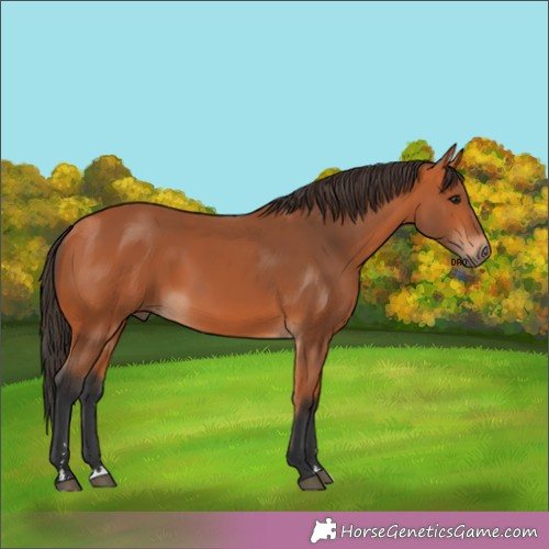Horse Color:Unknown 