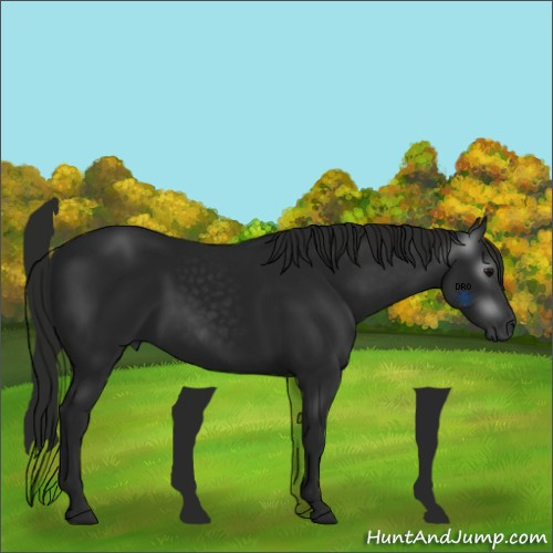 Horse Color:Gray Black 