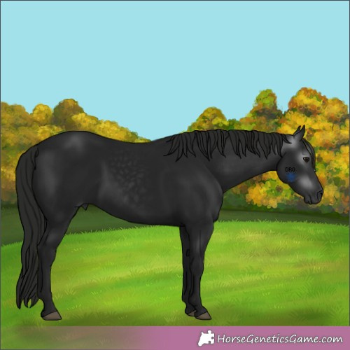 Horse Color:Gray Black 