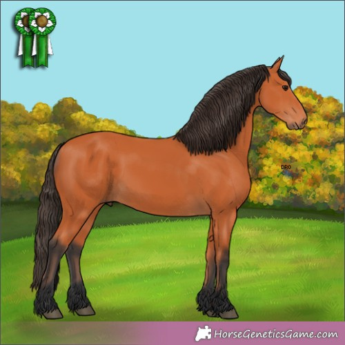 Horse Color: Bay 