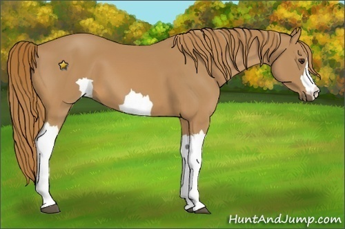 Horse Color:Unknown 