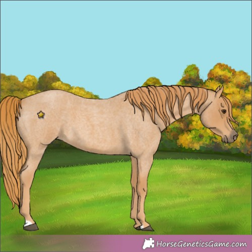 Horse Color:Unknown 