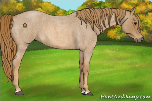 Horse Color:Unknown 