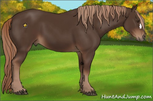 Horse Color:Unknown 
