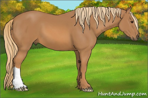 Horse Color:Unknown 