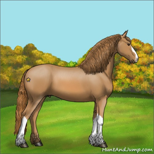 Horse Color:Unknown 
