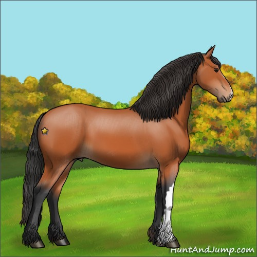 Horse Color:Unknown 