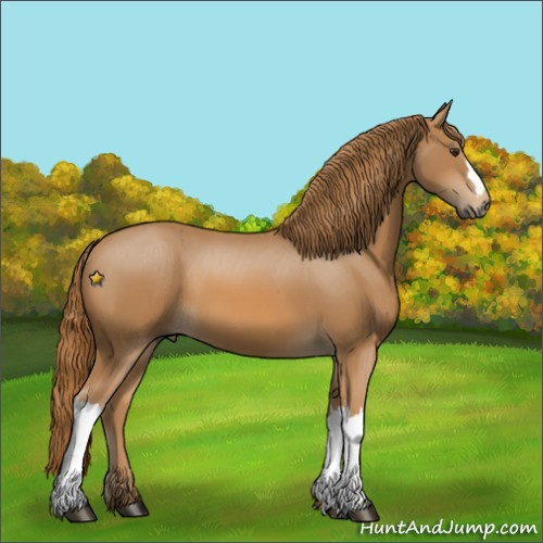 Horse Color:Unknown 