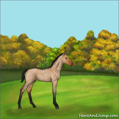 Horse Color:Unknown 
