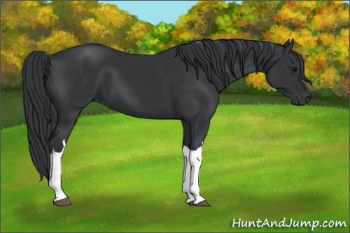 Horse Color:Unknown 