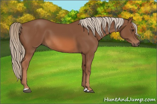 Horse Color:Unknown 