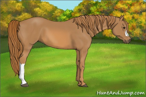 Horse Color:Unknown 