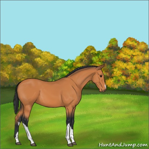 Horse Color:Unknown 