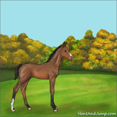 Horse Color:Bay 