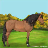 Horse Color:Bay Roan 