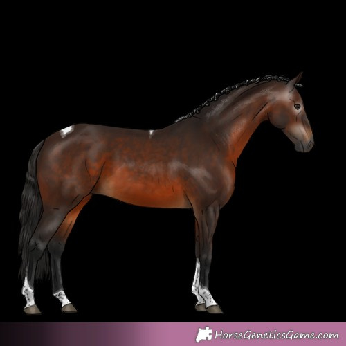 Horse Color:Gray Bay Tobiano 