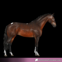 Horse Color:Gray Bay Tobiano 