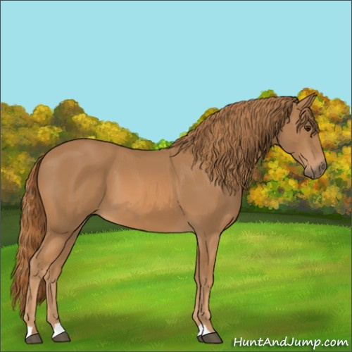 Horse Color:Chestnut 