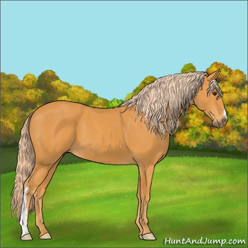Horse Color:Chocolate Palomino 