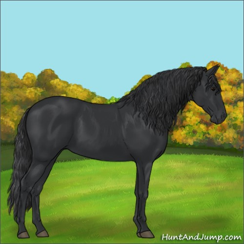 Horse Color:Black 