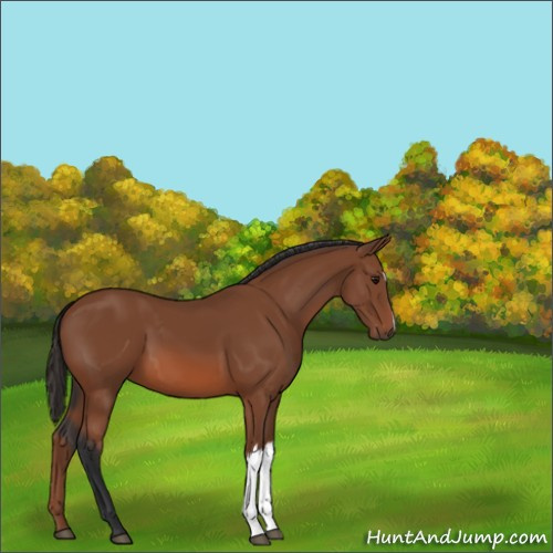 Horse Color:Unknown 