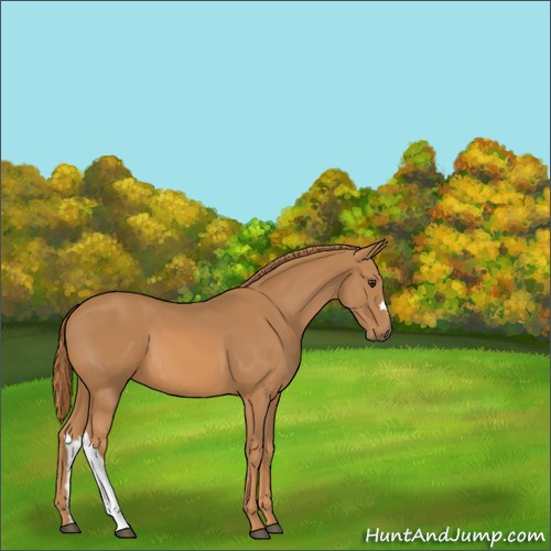 Horse Color:Unknown 