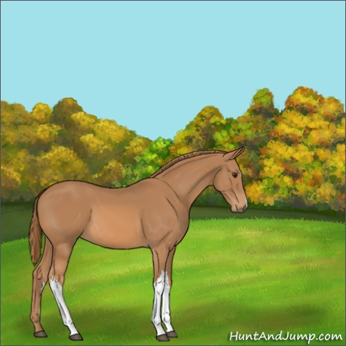 Horse Color:Unknown 