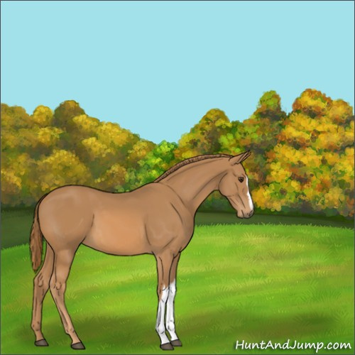 Horse Color:Unknown 