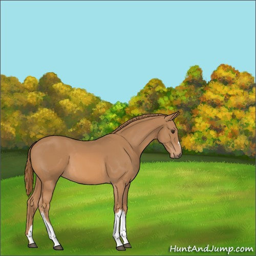 Horse Color:Unknown 